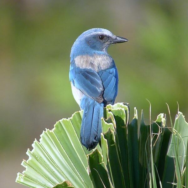 Space Coast Birding & Wildlife Festival Jan 2226, 2025 Cape Canaveral