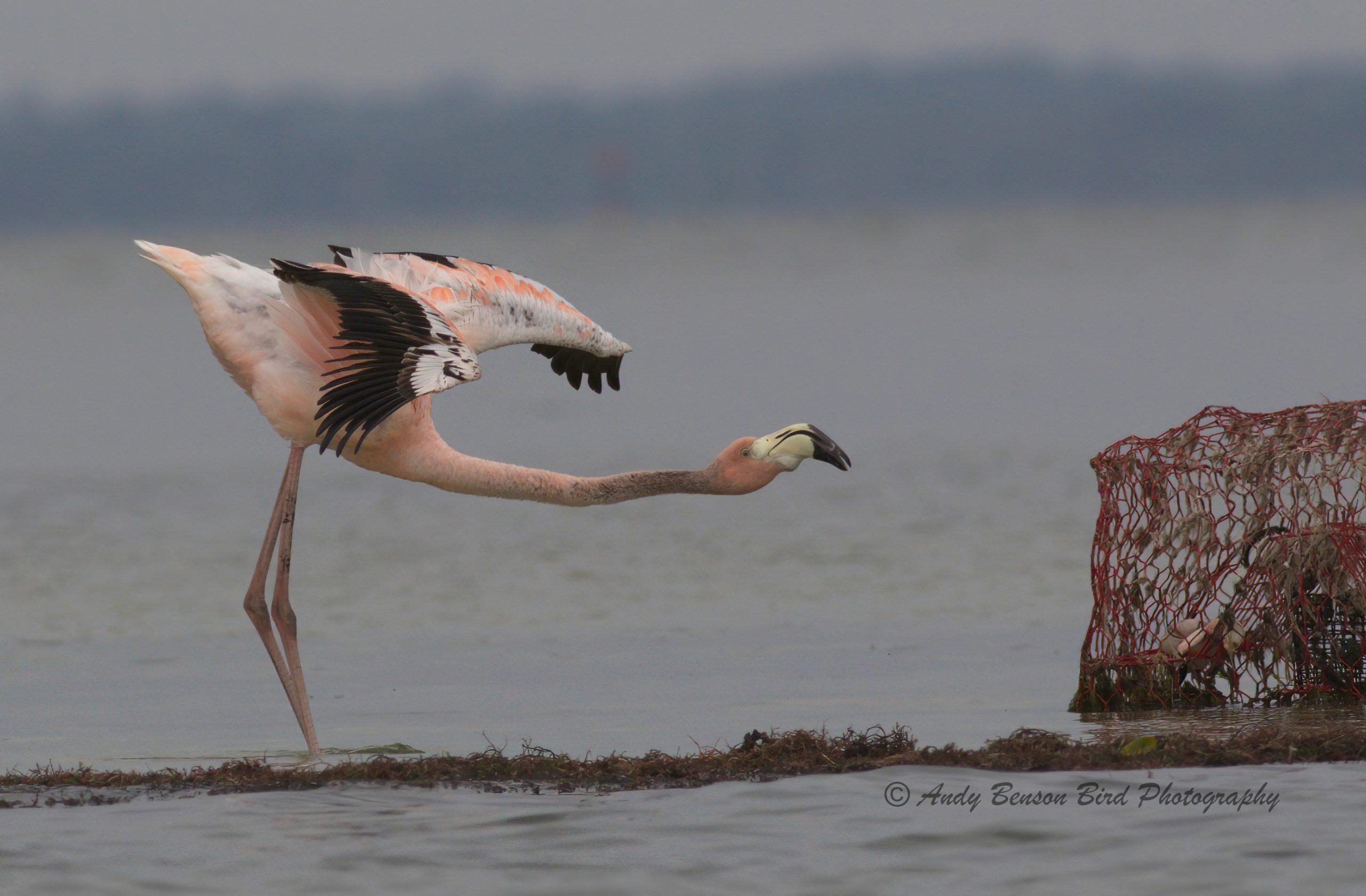 Space Coast Birding & Wildlife Festival Jan 22-26, 2025 Cape Canaveral