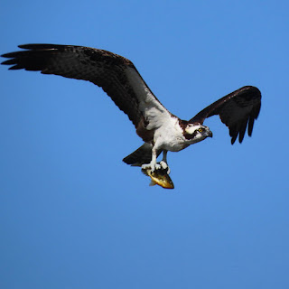 Osprey with Redear Sunfish