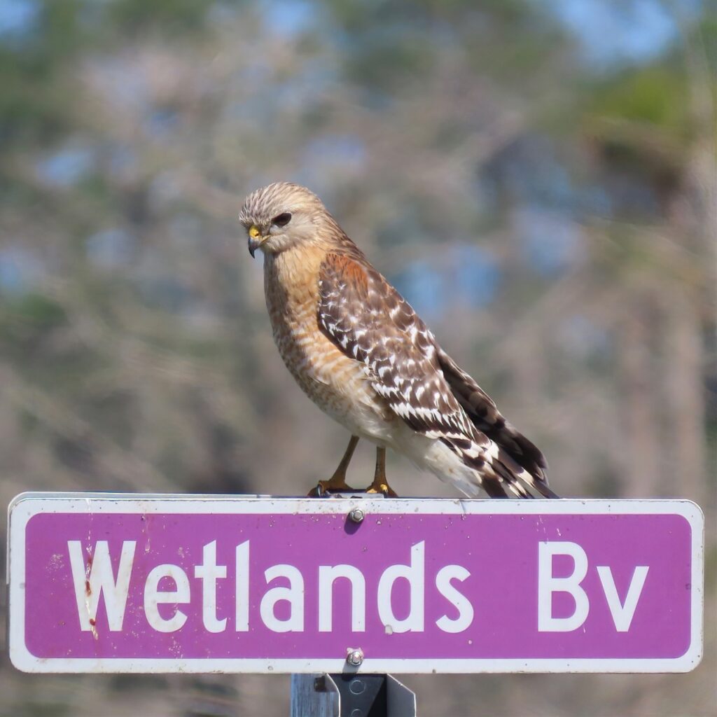 Red-shouldered Hawk on Orlando Wetlands street sign.