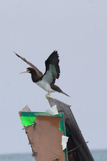 Brown Booby