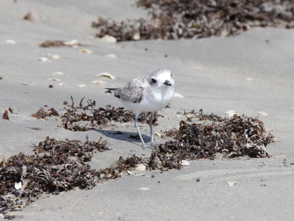 Snowy Plover at Jetty Park