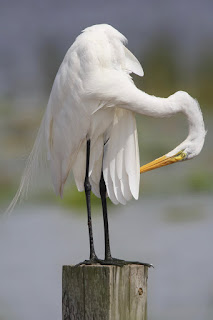 Great Egret