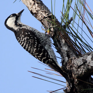 Red-cockaded Woodpecker at SSRPSP