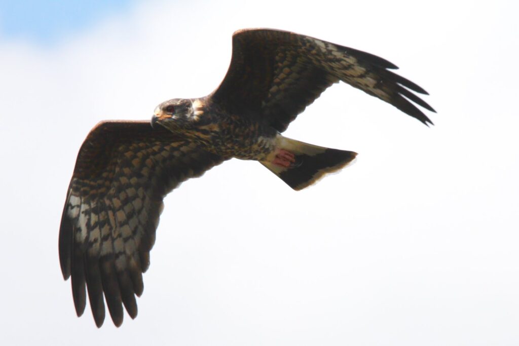 Snail Kite