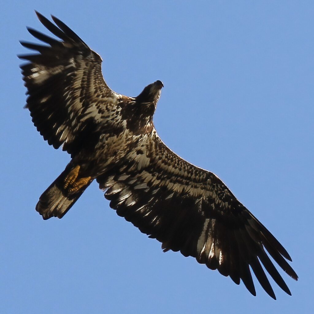 Immature Bald Eagle